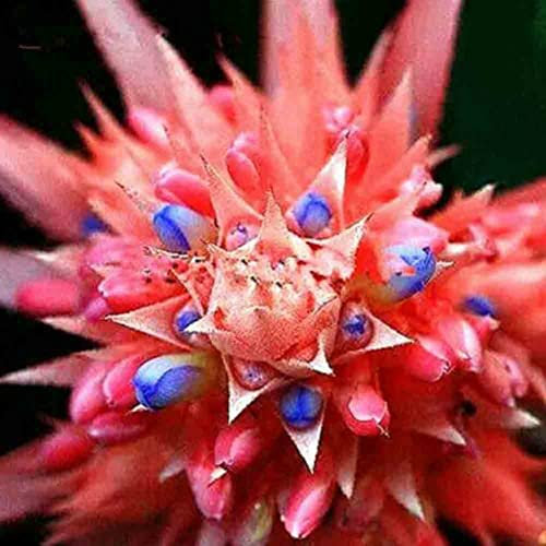 Generic Semillas suculentas de cactus de bromelia, 100 piezas Semillas suculentas de cactus de bromelia Jardín de su casa Planta ornamental de bonsái rojo azul Semillas suculentas de bromelia
