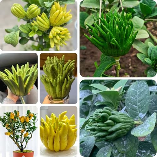 80 piezas Semillas de Bergamota Silvestre, Árbol de Bergamota, árboles jardín resistente planta sabroso semillas de árboles frutas exóticas árboles frutales semillas de frutas semillas