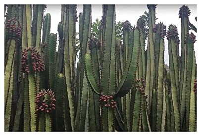Stk - 2x Euphorbia canariensis Kanaren Wolfsmilch Garten Pflanzen - Samen ID1317 - Seeds & Plants Shop by Ipsa