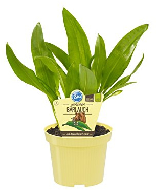 Bio Bärlauch, (Allium ursinum), Kräuter Pflanzen aus nachhaltigem Anbau (1 Pflanze, je im 12cm Topf)