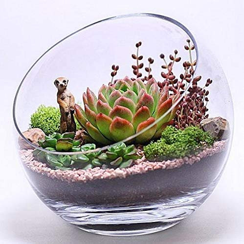 Ecosides Ciotole in vetro trasparente oblique, vasetto rotondo, ampio, per mettere caramelle, piante, fiori, frutta (trasparente, 17,8 x 17,8 cm)