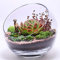 Ecosides Ciotole in vetro trasparente oblique, vasetto rotondo, ampio, per mettere caramelle, piante, fiori, frutta (trasparente, 17,8 x 17,8 cm)