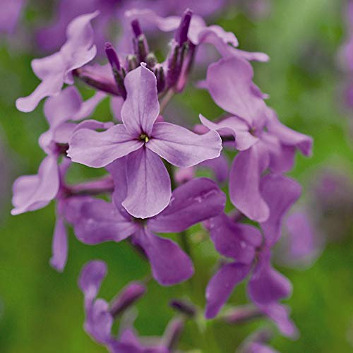 Hesperis matronalis, Sweet Rocket Summer Hardy Biennial Pollinating Violet 1 Litre 2X Potted Plant by Thompson and Morgan