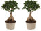 Plant in a Box - Ficus microcarpa Ginseng - 2er Set - Bonsai Baum - Zimmerpflanzen - Topf 12cm - Höhe 30-40cm