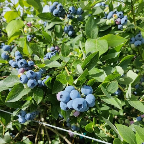 300 pz semi di mirtillo, alberi da frutto, acquista regali per gli amanti del giardino semi di mirtillo, mirtillo, alberi da frutto, piante rustiche per balconi mirtilli che piantano