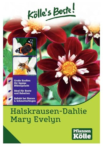 Kölle's Beste Blumenknollen Halskrausen-Dahlie 'Mary Evelyn'