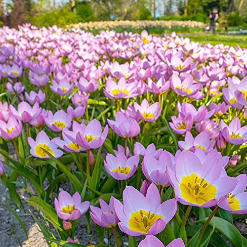 8 x Tulip Bakeri Lilac Wonder – Perennial – Comes Back to Bloom Year After Year – RHS Award of Garden Merit- Distinctive & Unique Mauve Pink Petals – for Your Beautiful Garden