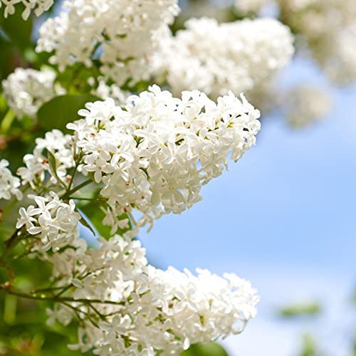 350pcs Weiß Schmetterlingsflieder Samen Flieder Pflanzen Winterhart Blumensamen Gastgeschenk Blumen Garden Nachhaltige Geschenke Balkon Pflanze BlüTen Stauden