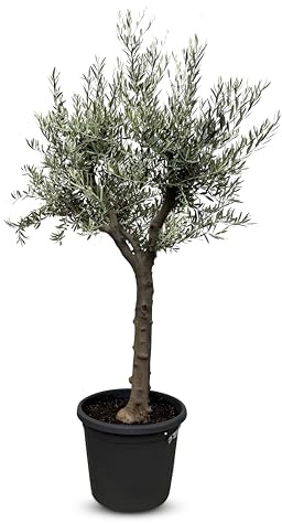 Sunny Tree - Verzweigter Olivenbaum Olive '30 Jahre' 170 cm, A+ Qualität, winterhart, Olea Lechin Winterhart -18