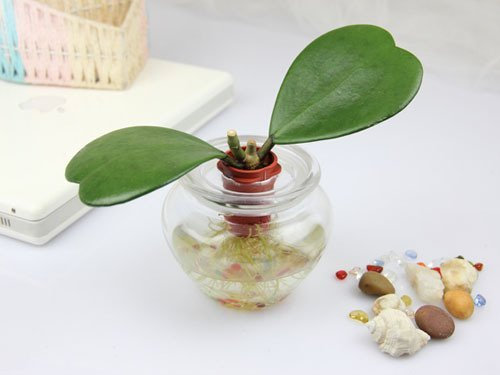 Blumensamen 20 Hoya kerrii Samen (Dezember Orchidee) Home Gartenbedarf Bonsai