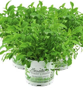 3er Set Wasabi Rucola Pflanze, Salatrauke, DIPLOTAXIS ERUCOIDES, Aus Nachhaltigem Anbau!