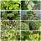 Semi di bosso, piante verdi piante da balcone arbusti fioriti resistenti erbacee prodotti sostenibili rare decorazione da giardino per esterni arbusti per il giardino esterno 200pcs