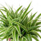Planta Natural Chlorophytum | DECOALIVE | Planta de Interior | Muy Resistente | Purifica el Aire del Hogar