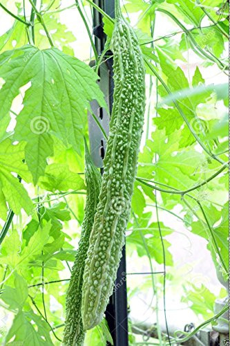 PinkdoseÂ 10 Seeds Bitter Gourd Seeds, Japanese Long (Asian Vegetable) Harvested Young at 10-13