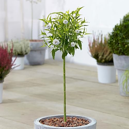 Gardener's Dream Prunus Weiße Pfirsich Baum - Immergrüne Zierbäume für Garten, Balkon oder als Terrassen Pflanzen, Winterhart, 70-80 cm (Inkl. Topf)
