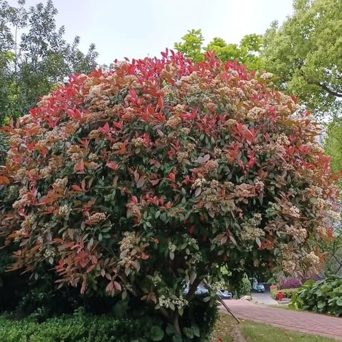 800 pcs Glanzmispel Red Robin Samen, geschenke für gartenliebhaber Glanzmispel Samen plant exotische gartenpflanzen winterhart mehrjährig nachhaltige produkte fensterbank deko innen