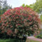 800 pcs Glanzmispel Red Robin Samen, geschenke für gartenliebhaber Glanzmispel Samen plant exotische gartenpflanzen winterhart mehrjährig nachhaltige produkte fensterbank deko innen