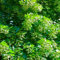 lindenbaum samen - kübelpflanzen winterhart mehrjährig linden baum bonzai baum pflanzendeko winterharte pflanzen für garten bäume kaufen plants geschenke für gartenfreunde zimmerbonsai 15pcs