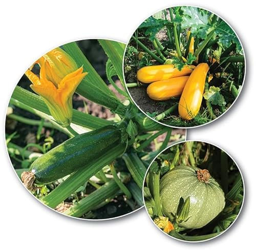 Gardeners Kitchen - Courgette Plants - 'Mixed Varieties' - 3 X 9cm Pot Vegetable Plants. (194-197-201)