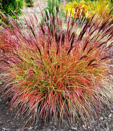BALDUR Garten 3x Chinaschilf Red Chief, Pflanzen im 9x9 cm-Topf