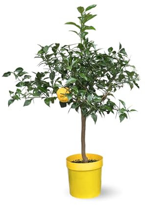 Attitude Jardin - Limone yuzu - agrume mediterraneo - albero da frutto - 75-85 cm - ⌀ 22 cm