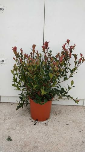 PIANTA DI PHOTINIA X FRASERI NANA VASO 18 cm altezza 40 cm (foto reale)