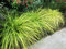 Carex Kalkfarbe 20 Samen (Japanische Segge) Ziergras