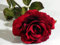 King Charles III Coronation Rose - Superb Red Rose Plant - 1 x Full Plant in a 5 Litre Pot - Outdoor Plants - Rose Plants for Outdoors - Outdoor Garden Ready Plants - Premium Quality Plants