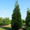 Western Red Cedar (Thuja Plicata) 30 Baumsamen