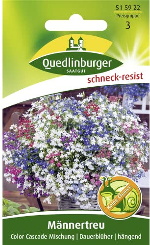 Männertreu, Hängelobelien, Lobelia erinus pendula, ca. 50 Samen
