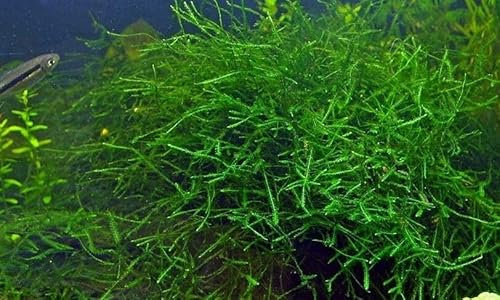 Mousse de java moss Vesicularia dubyana en gobelet de 7cm refuge alevins