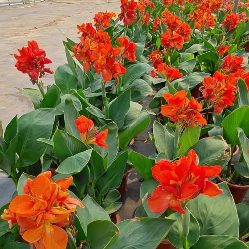 Bulbos de canna, regalos para jardineros Canna indica, de exterior resistentes de balcón en resistentes al aire 6pcs
