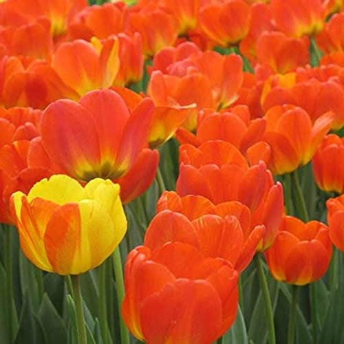 AchidistviQ 50Pcs Mehrjährige Seltene Tulpe Blumensamen Garten Topfpflanzen Indoor Outdoor Dekoration Frühlingsblühende Tulpenzwiebeln Orange Tulpensamen