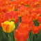 AchidistviQ 50Pcs Mehrjährige Seltene Tulpe Blumensamen Garten Topfpflanzen Indoor Outdoor Dekoration Frühlingsblühende Tulpenzwiebeln Orange Tulpensamen