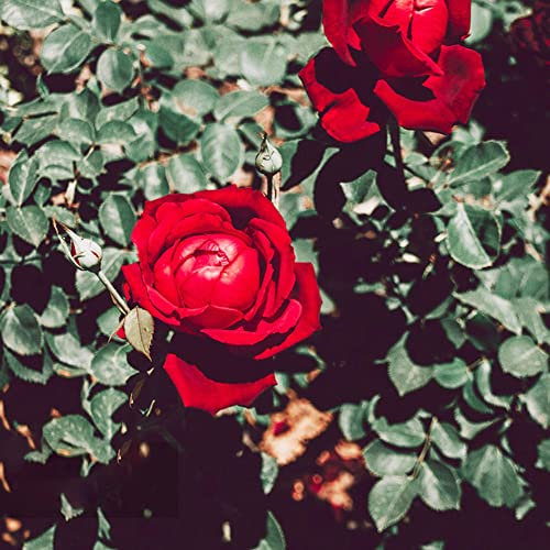 rot rosen pflanzen samen, 200 pcs rosen samen winterhart kübelpflanzen, kletterrosen winterhart duftend, exotische pflanzen samen bienenfreundliche blumensamen
