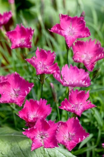 Dianthus superbus 9x9 cm Topf – Winterhart, Mehrjährig, Pflegeleicht – Pracht-Nelke – Staude für Steingarten & Beet