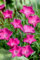 Dianthus superbus ca. 9x9 cm Topf - Pracht-Nelke, rosa Blüten, Blütezeit Juni-August, ideal für Steingärten, duftend, pflegeleicht