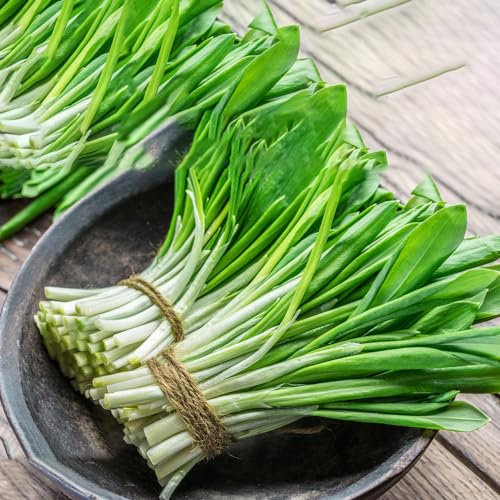 80 pz Semi di aglio orsino perenne resistente - Allium ursinum - semi di ortaggi biologici, aiuola da balcone piantare l'aglio selvatico semi di piante da giardino al coperto ortaggi
