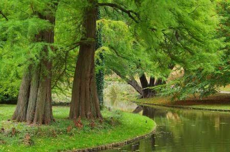 Urweltmammutbaum Chinesisches Rotholz Metasequoia glyptostroboides 10 Samen