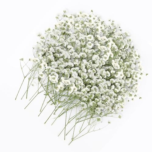 Yuannee Trockenblumen Schleierkraut,100PCS Schleierkraut Getrocknet Weiße Trockenblumen Trockenblumens zum Basteln Trockenblumens Getrocknete Blüten für DIY Fotorahmen Lesezeichen Grußkarten 5-10cm