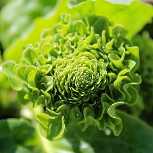 20 Stück Vanille: Nur Samen