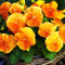 SEMILLAS naranja pensamiento - pensamiento suizo - Viola wittrockiana - 550 semillas