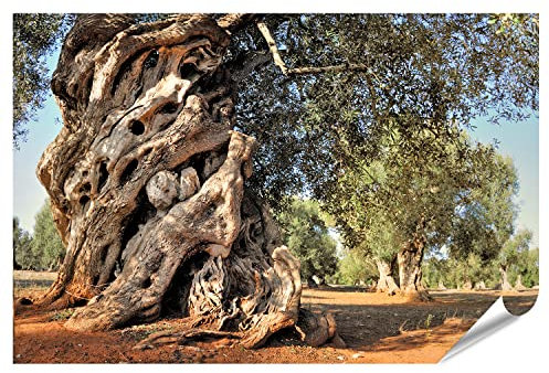 islandburner XXL Bild Poster Alter Olivenbaum Im Garten Premium Bilder Fotodruck