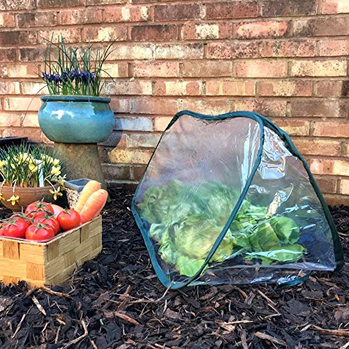 GardenSkill Pop-Up Polytunnel Cloche - Mini Greenhouse Grow House and Tomato Cover for Fruit Veg Plants (1.25m x 0.5m x 0.5m high)
