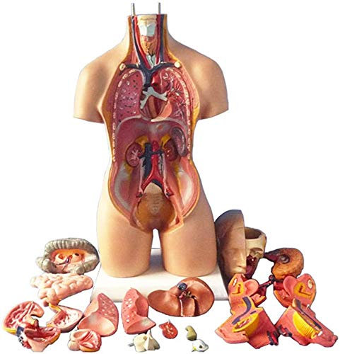 UIGJIOG 28/45/55 cm Human-Torso-Vorlage, Anatomie-Modell menschlicher Körper, 4D anatomische Montage-Modell der menschlichen Organe für den Schulunterricht
