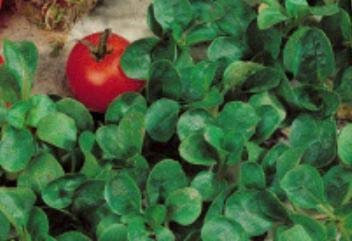Pezzi - 100x Insalata da Campo Favor Valerianella Locusta Verdure Semi Piante - Seme K199 - Seeds & Plants Shop by Ipsa