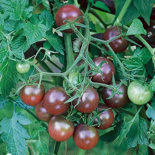 Black Cherry Tomato Seeds - Vine Sweet Cherry Heirloom Tomato Plant Seed
