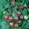 Black Cherry Tomato Seeds - Vine Sweet Cherry Heirloom Tomato Plant Seed