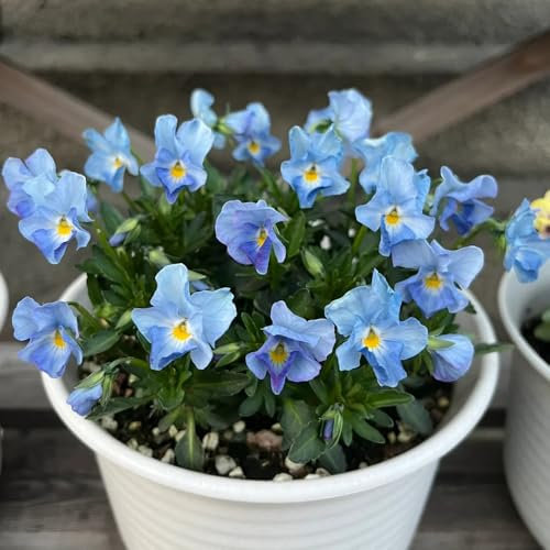 250 pz Semi di viola cornuta semi di fiori, semi di fiori sparsi Viola cornuta semi di prato fiorito perenne resistente decorazione del giardino di fiori di campo per la decorazione