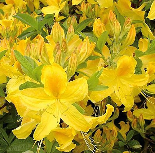 Azalee Goldtopas 40-50cm - Rhododendron luteum - Alpenrose
